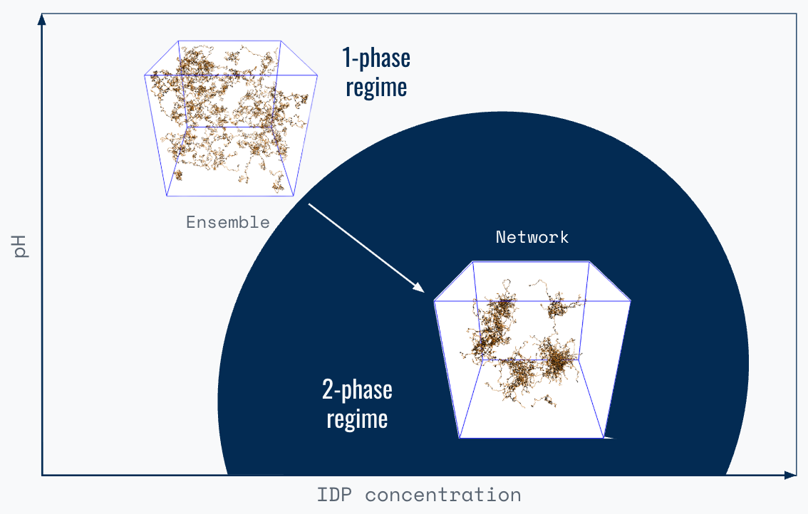 Phase diagram of IDP